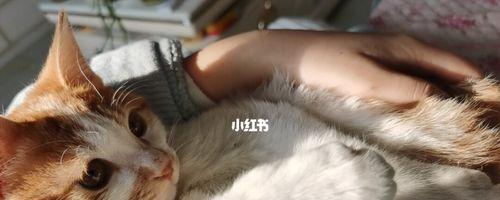 小猫产后不吃不喝的原因和应对方法（如何帮助小猫度过产后恢复期）