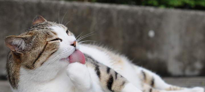 宠物小猫食欲不振应该怎么办（药物治疗小猫食欲不振）