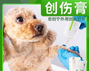 急救小猫出血，你需要知道的15个步骤（宠物伤口出血时如何进行急救）