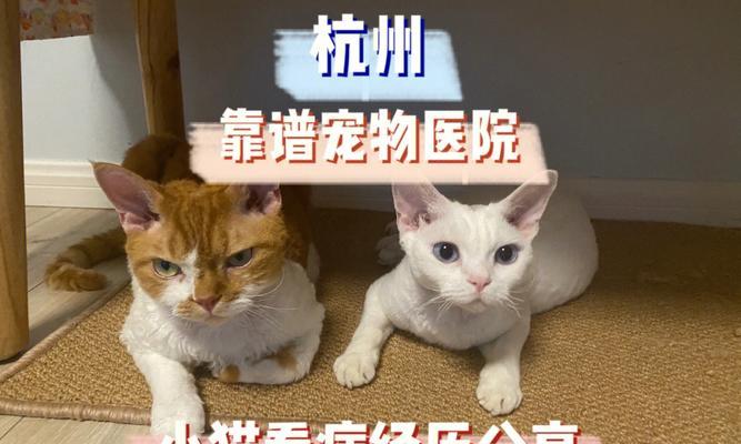 宠物猫体检，应对小猫体检应激（以小猫体检为例）