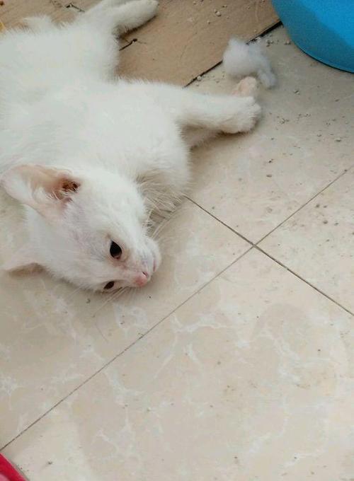 小猫为什么会吃母狗（探究小猫吃母狗的原因和后果）