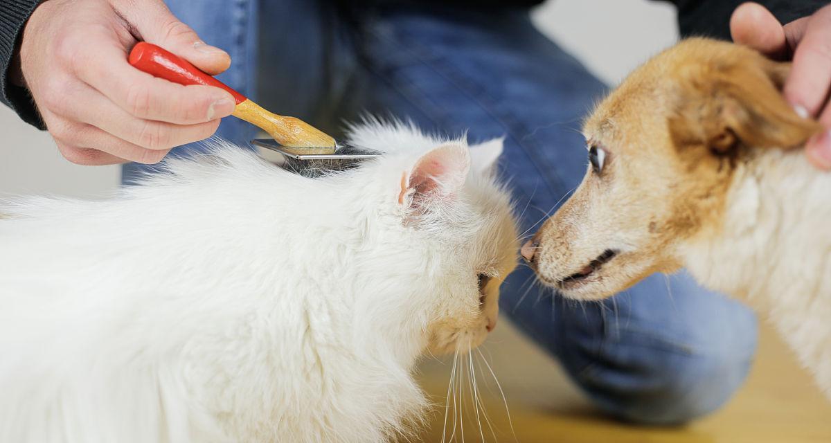 揭开小猫喜欢弄头发的神秘面纱（探究宠物的行为背后的原因）