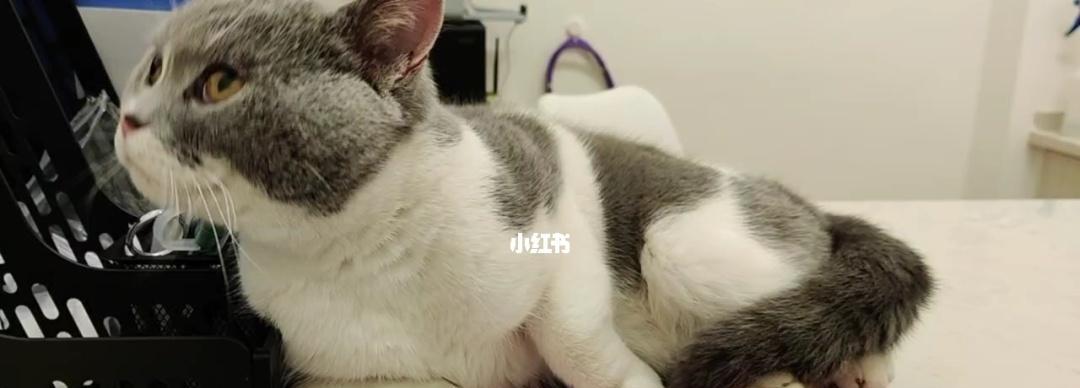 养宠物猫必备的训练技巧（打造听话乖巧的小猫）