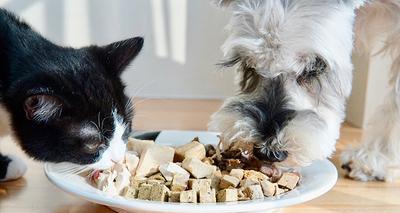 宠物小猫的饮食需求（掌握小猫的猫粮摄入量）