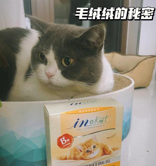 为什么宠物小猫有必要吃维生素B（揭秘小猫维生素B的作用与需求量）