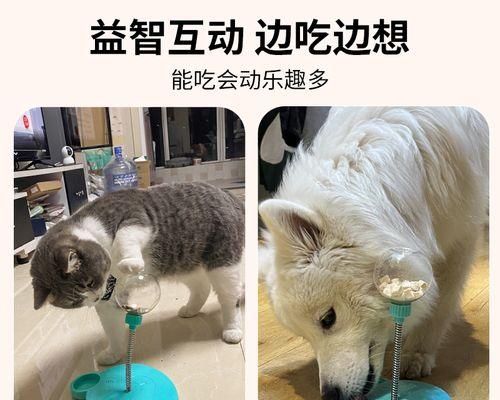 小猫总不吃东西怎么办（宠物营养问题）