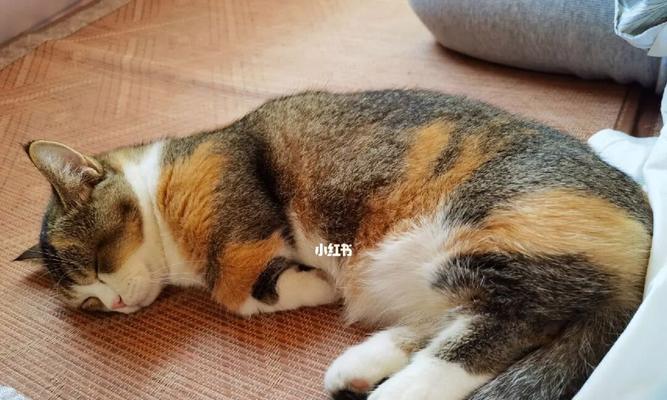 小猫睡眠时间的规律与管理（宠物养护之小猫睡眠）