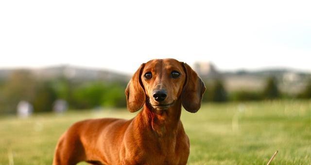 从幼犬到成犬