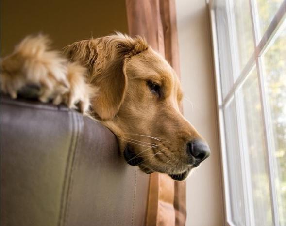 帮助幼犬克服出门恐惧的方法（让你的宠物享受外面的世界）