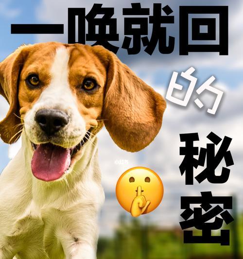 如何进行幼犬唤名训练（掌握正确方法）