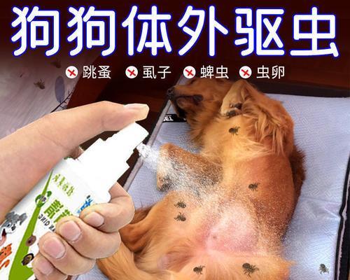 为您的爱犬带来干净健康的生活（为您的爱犬带来干净健康的生活）