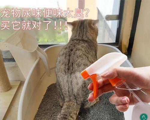 宠物小猫如何进行按摩排尿（教你如何帮助小猫顺畅排尿）