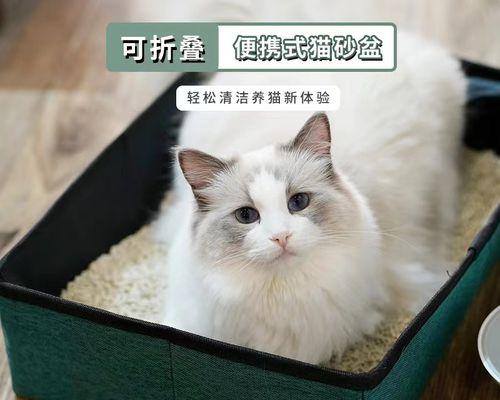 教你成年猫咪用猫砂的方法（宠物猫咪）