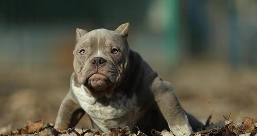 恶霸犬胸宽的重要性（如何培养宠物健康胸部）