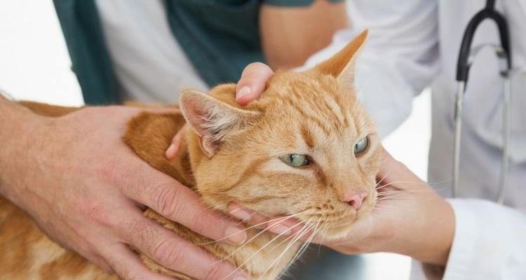 如何判断你的宠物猫是否患病（掌握这些方法）