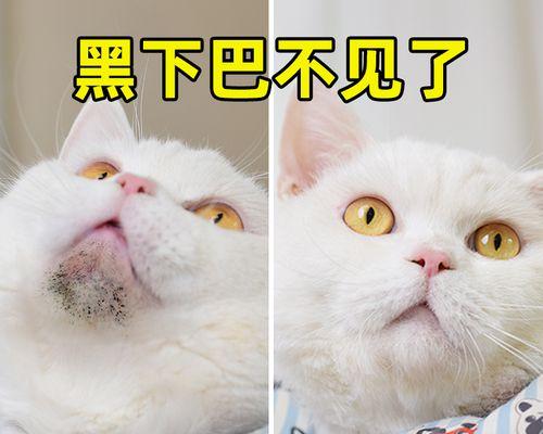 如何判断宠物猫是否有跳蚤（养猫家庭必备技能）