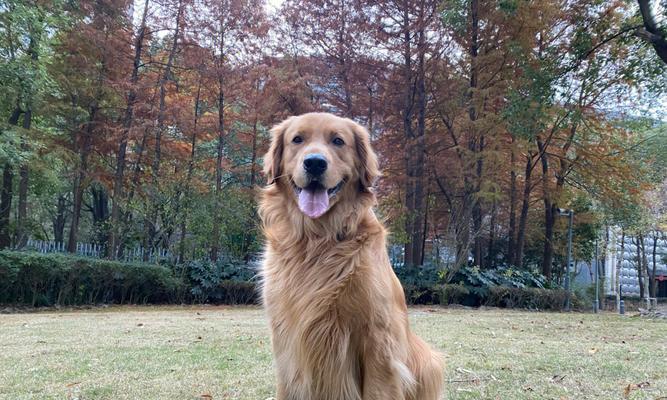 如何选择一只优秀的金毛犬（宠物主人必读）