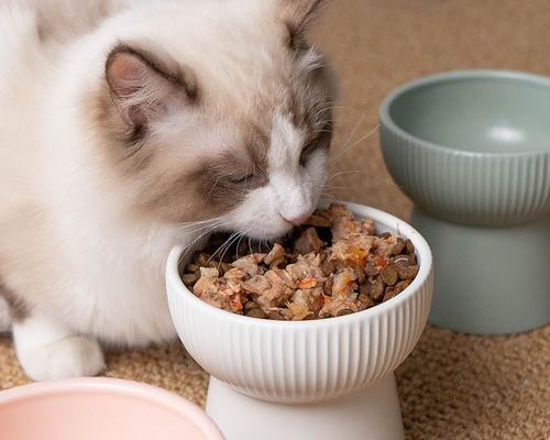 如何训练猫咪定时吃饭（让猫咪拥有健康饮食习惯）