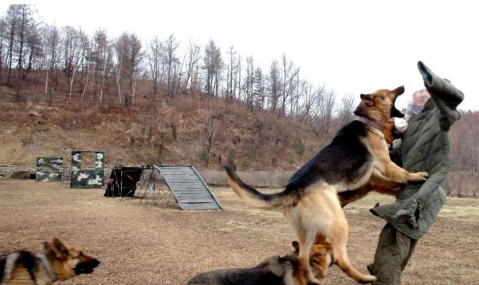 中国军犬品种大揭秘（以宠物为主）