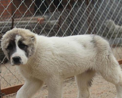 如何养护中亚牧羊犬幼犬（以宠物为主）