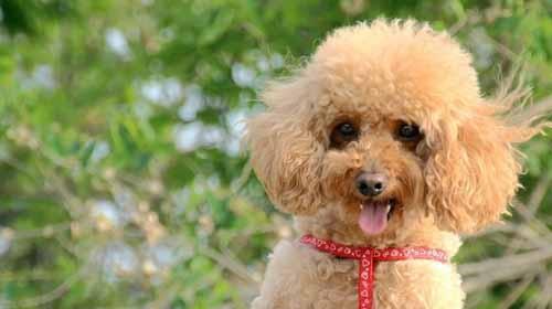 2月幼犬的狗粮饮食指南（正确喂养）