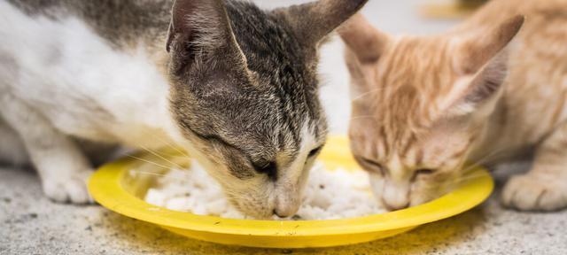 刚出生的小猫应该吃什么（宠物猫幼崽的饮食需求与注意事项）