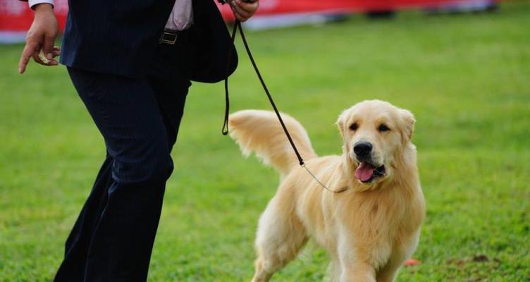 养金毛犬的成本分析（从购买到日常开销）