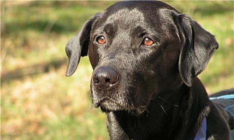 德国拉布拉多犬的价格（宠物犬中的高价种类与可爱之心）