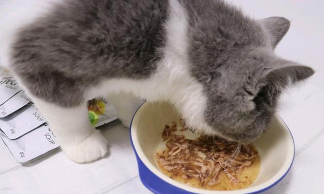 宠物猫咪误食豆腐砂怎么办（正确处理宠物猫咪误食豆腐砂的方法）