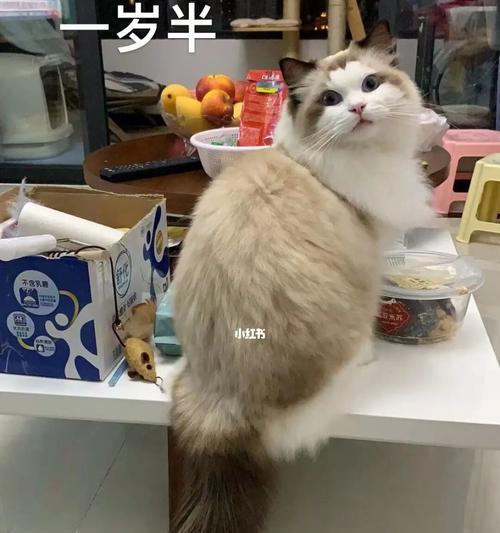 二个月小猫吃什么（宠物猫咪饮食指南及注意事项）