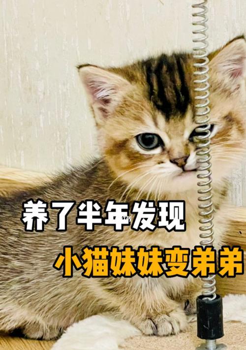 如何分辨刚出生的小猫公母（宠物主人必看！掌握正确方法）