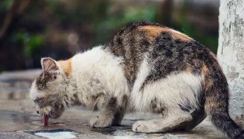 小猫是否会有狂犬病（宠物养护之狂犬病防范）