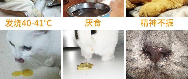 宠物狗宝宝防治犬瘟细小，守护它们健康成长（了解犬瘟细小的危害）