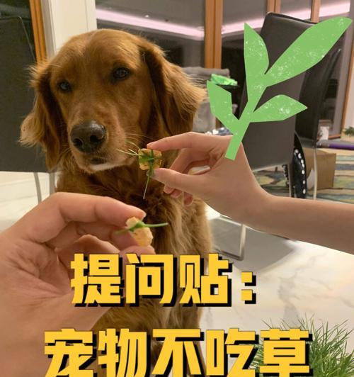 狗得了风湿病该怎么办（以宠物为主的风湿病治疗方法及药品推荐）