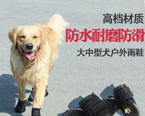 狗狗爱在鞋子旁边躺着的原因（探究宠物犬的行为习惯与特点）