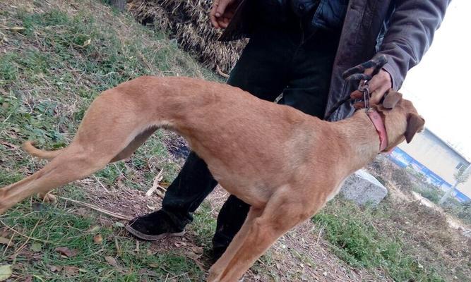 如何让格力犬克服跑步困难（宠物养护）