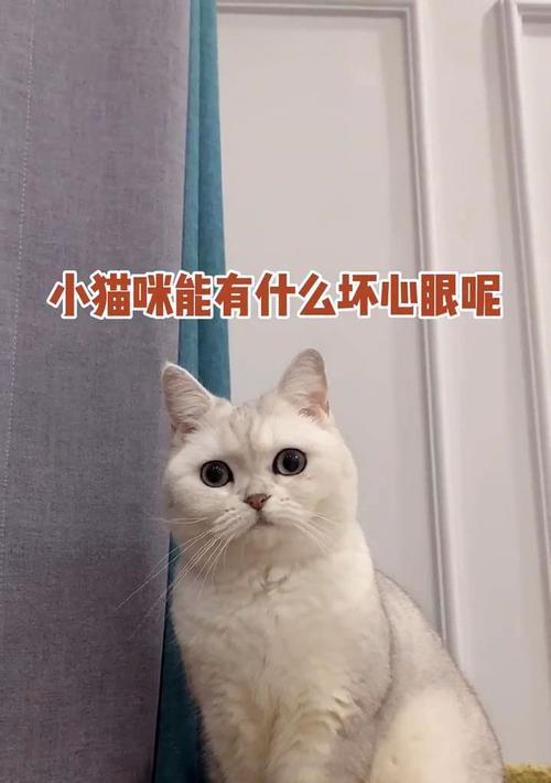 《路边的小猫咪第二季》——探寻人与宠物之间的情感纽带（和小猫咪一起探险、成长）