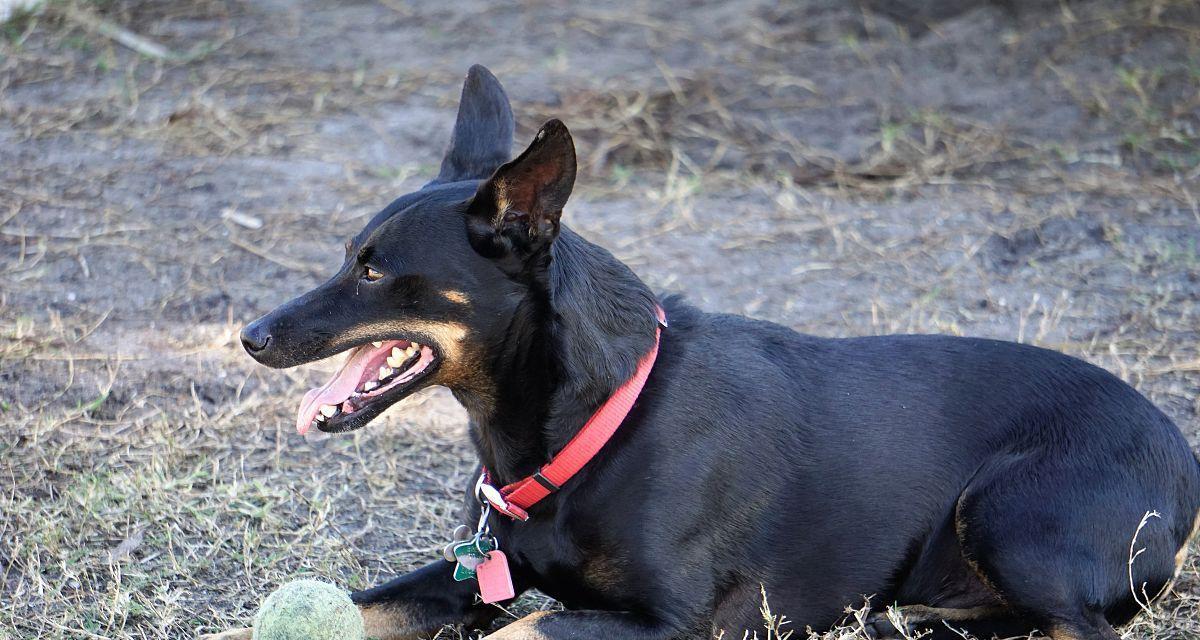 揭秘曼彻斯特梗犬的恐惧源（解析曼彻斯特梗犬的心理谜团——探究其害怕的因素和处理方式）