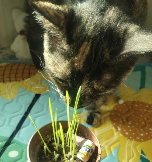 猫草猫咪自食其草，是否安全（宠物的健康是否需要担忧）