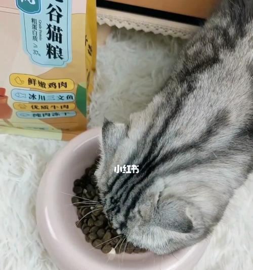 猫得毛球症的症状与预防（以宠物为主）