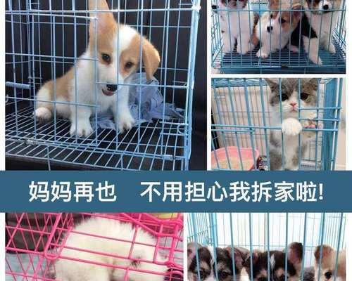 猫咪产期必备清单，为你的爱宠安心分娩（从备孕到分娩）