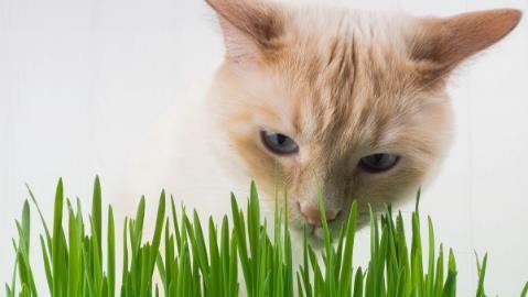 猫咪爱不释手的植物（探寻猫咪对植物的喜好和作用）