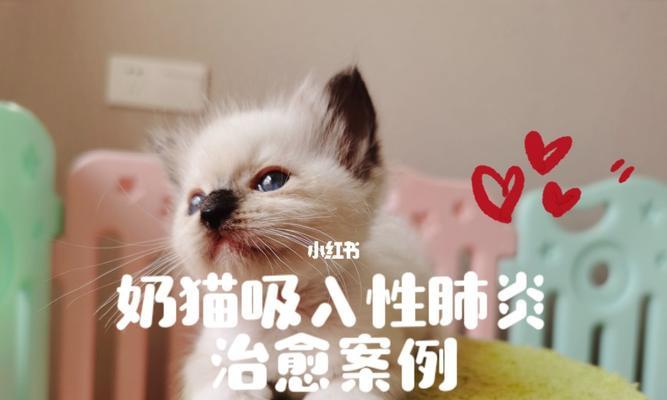 如何治疗宠物猫肺炎（选用合适的消炎针是关键）