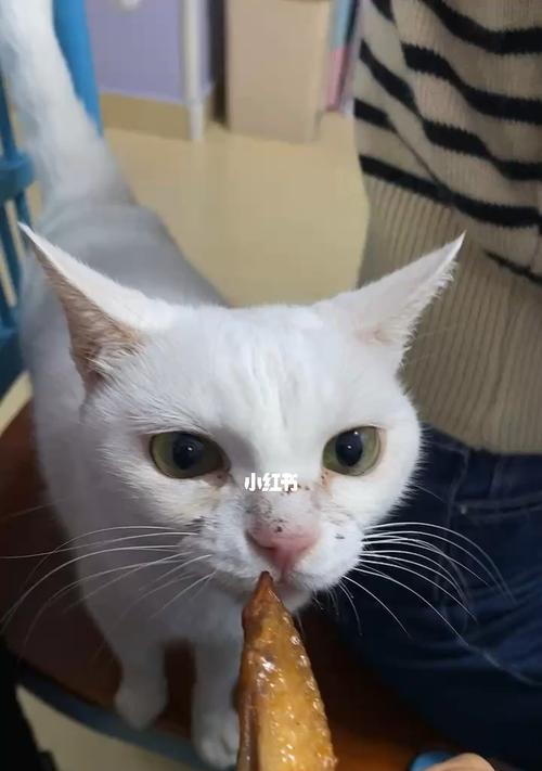 猫黄疸如何传染给其他猫咪（了解黄疸猫的传染途径及预防措施）