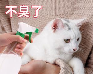 揭开宠物猫尿臭的真相