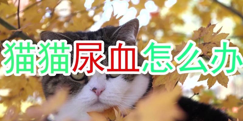 猫尿血，你需要知道的所有事情（宠物猫出现尿血症状时）