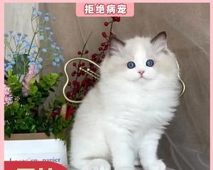 猫舍大布偶，一个宠物爱好者的天堂（探寻猫舍大布偶的神秘世界）