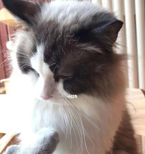 宠物猫肾衰不吃只喝应如何处理（探讨宠物猫肾衰不吃只喝的原因和应对方法）