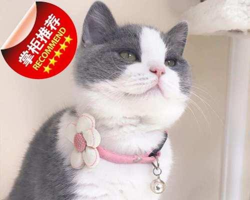 猫妈妈生产时会不会压死小猫（揭开真相）