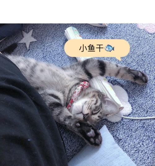 猫生完小猫肚子还大（为什么猫生完小猫肚子还大）